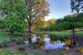 A pond in a grassland/ parkland setting with large trees behind in evening sunshine