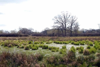 View across standing water/pond with vegetation growing up out of it and hedge and tree in distance