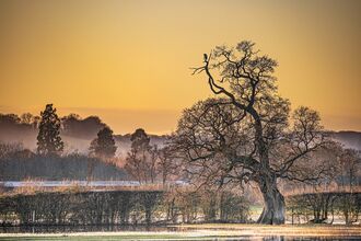 leafless tree with large bird on its uppermost branch silhouetted against a yellow winter evening sky with hedges and trees beyond