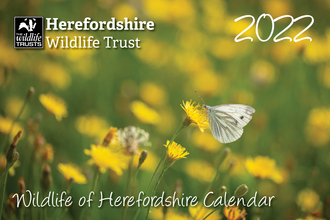 Cover of calendar with photo of white butterfly amongst yellow flowers