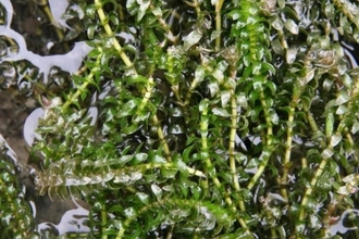 Green strings of weed in water