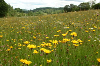 Crow Wood meadow