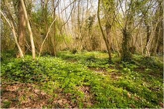 Coughton Marsh Nature Reserve