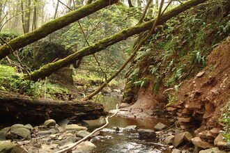 Holywell Dingle nature reserve stream