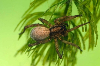 Spider on green foliage