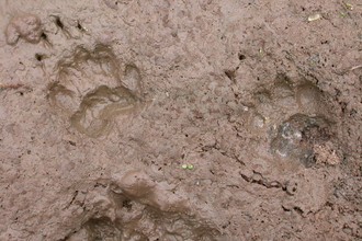 Badger prints in mud the wildlife trusts