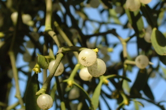 White mistletoe berries on green stalks