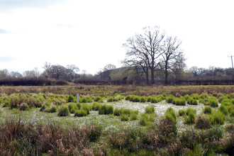 Field with pools of water and tussocks of grass in winter with tree in background