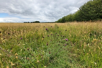 Page's Pasture nature reserve