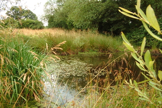 Sturts East pond in Waterloo field