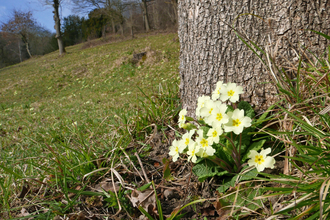 Primroses flowering at the base of a tree with grassland beyond