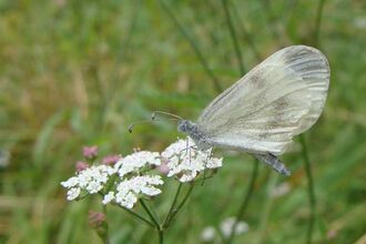 Wood white butterfly at Rudge End
