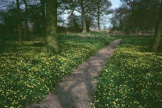 Wyevale Wood celandines
