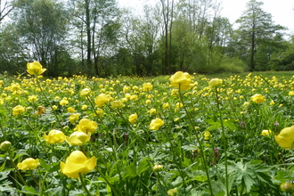 Upper Welson Marsh Globeflower