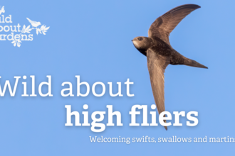 Brown bird, a swift, flying against a blue sky with white text overlaid