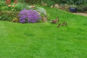 Duck with ducklings in a garden