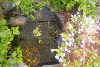 View from above of a small garden pond edged with stone and foliage