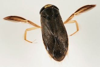 Insect against white background