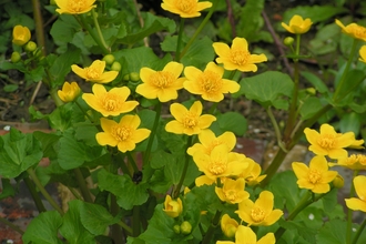 Bright yellow flowers above green leaves