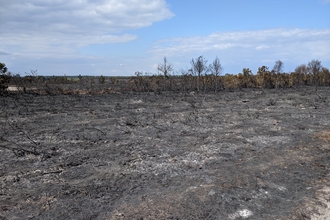 Surrey Wildlife Trust's Ash Ranges after fire 