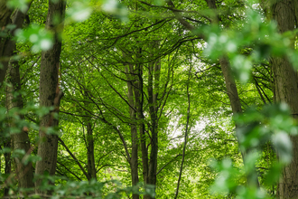 View into green woodland canopy