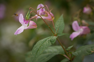 Himalayan Balsam