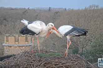 Two large white birds stood on a nest of twigs