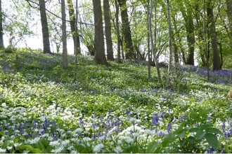 Wern Wood nature reserve spring 2022