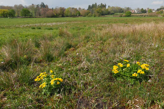 Ail Meadow Nature Reserve Marsh Marigold