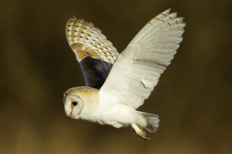 Barn owl