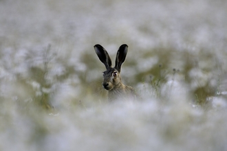 hare