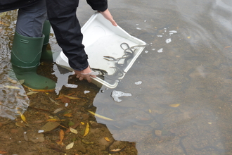 White tray with elvers in being dipped into water outdoors