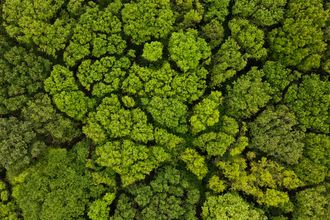 Treescapes Frequently Asked Questions