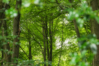 Treescapes Coopers Hill