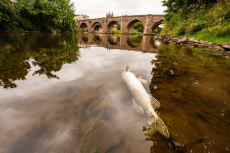 Dead fish floating in murky water with view of stone bridge behind and trees on either bank