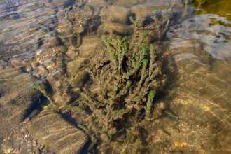 Brown vegetation with green areas just showing though growing on river bed 