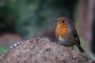 Robin sat on a log