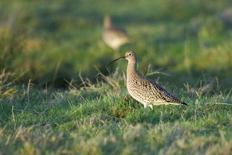 Large bird with long beak on rough grassland