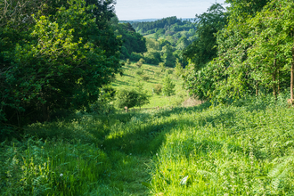 View through trees to sunlit grassy area