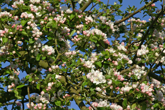 Blossom on apple tree