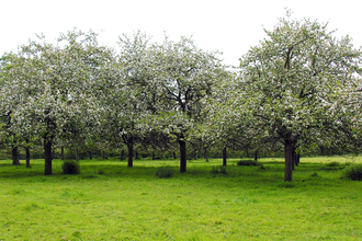 Trees in blossom