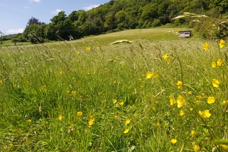 View of meadow sloping up, away, with woodland behind