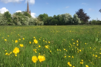 View across meadow with yellow buttercups and hedgerow and church spire behind in the distance