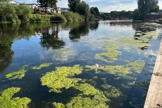 Green algal bloom patches on a river