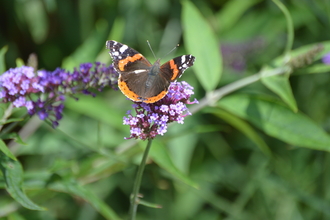 a butterfly sat on purple flowers 