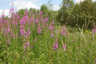 A patch of rosebay willowherb growing in front of a row of shrubby trees, with blue sky above. The willowherb has towers of pink flowers rising from a dense swathe of green leaves