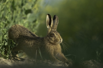 Brown hare Lepus europaeus An adult stretching on fringes of a field of rapeseed.