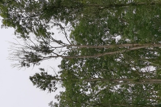 View of tree canopy with some branches bare