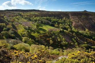 View across a landscape of trees, scrub and grassland
