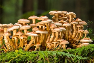 Fungus in the woods (Sponge mushroom)